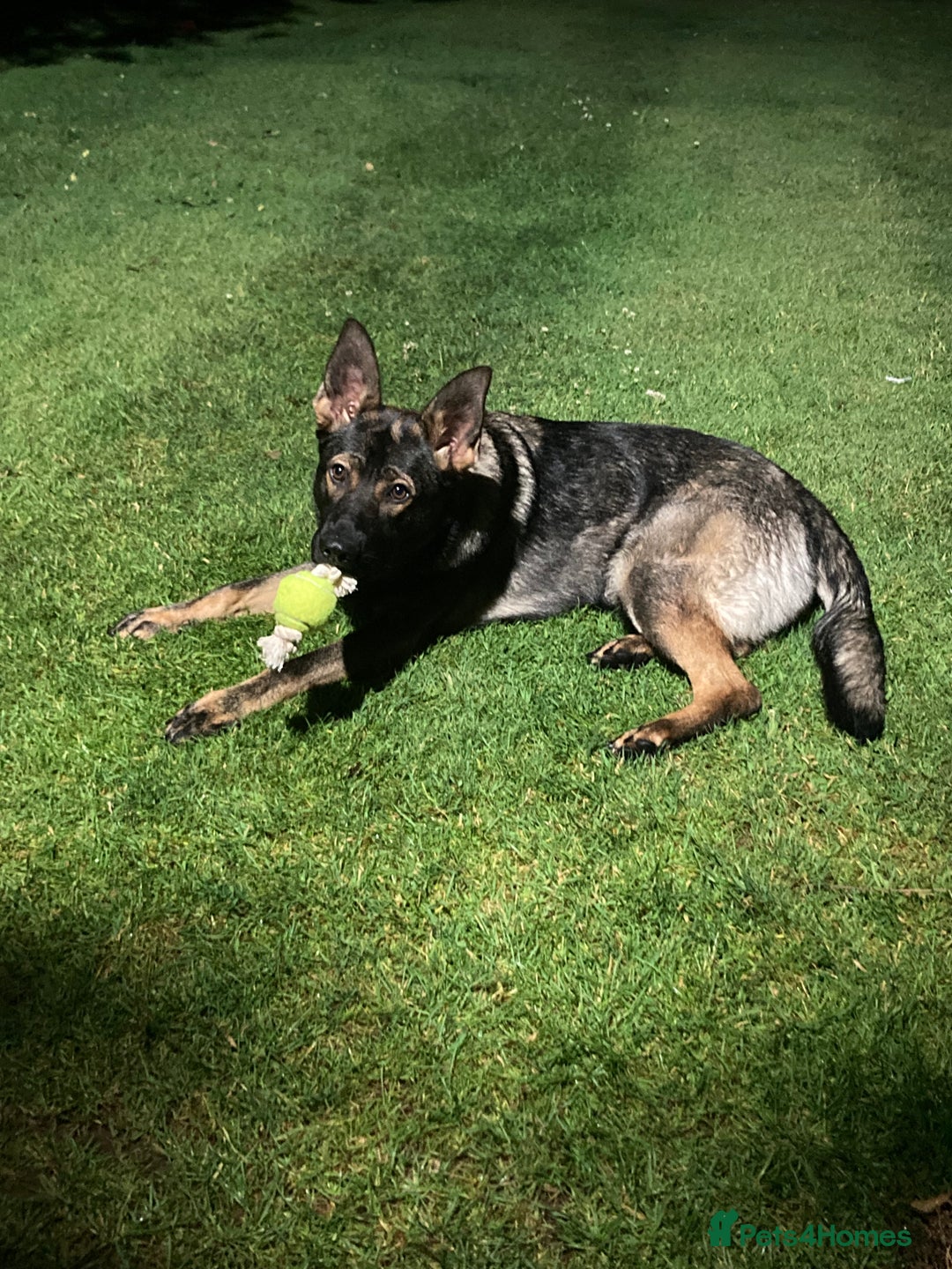 German Shepherd dogs for sale: *sad sale* Czech-line GSD - Image 1