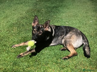 German Shepherd dogs - Advert 1