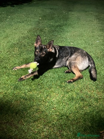 German Shepherd dogs - Advert 1