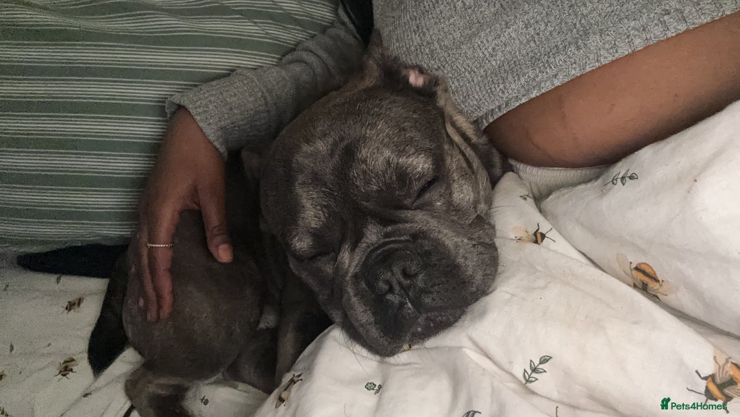 French Bulldog dogs for sale: Chicco for re homing. - Image 2