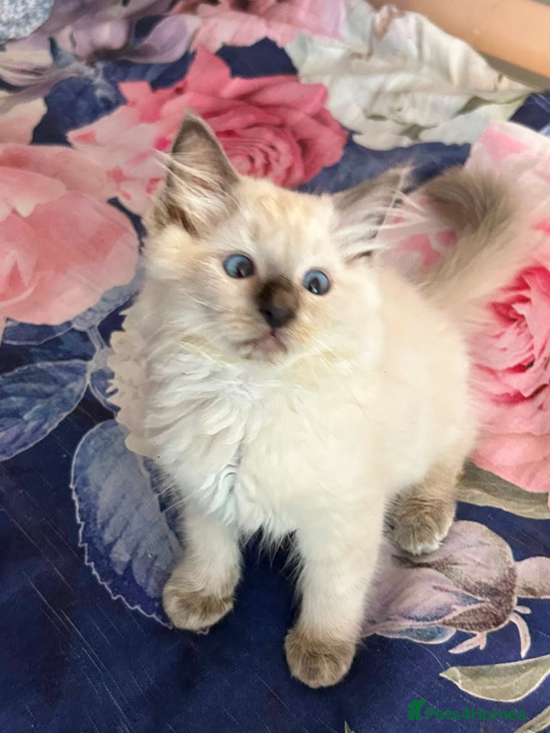Ragdoll cats Beautiful Ragdoll kittens  - Advert 9