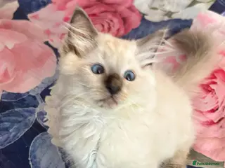 Ragdoll cats Beautiful Ragdoll kittens - Advert 9
