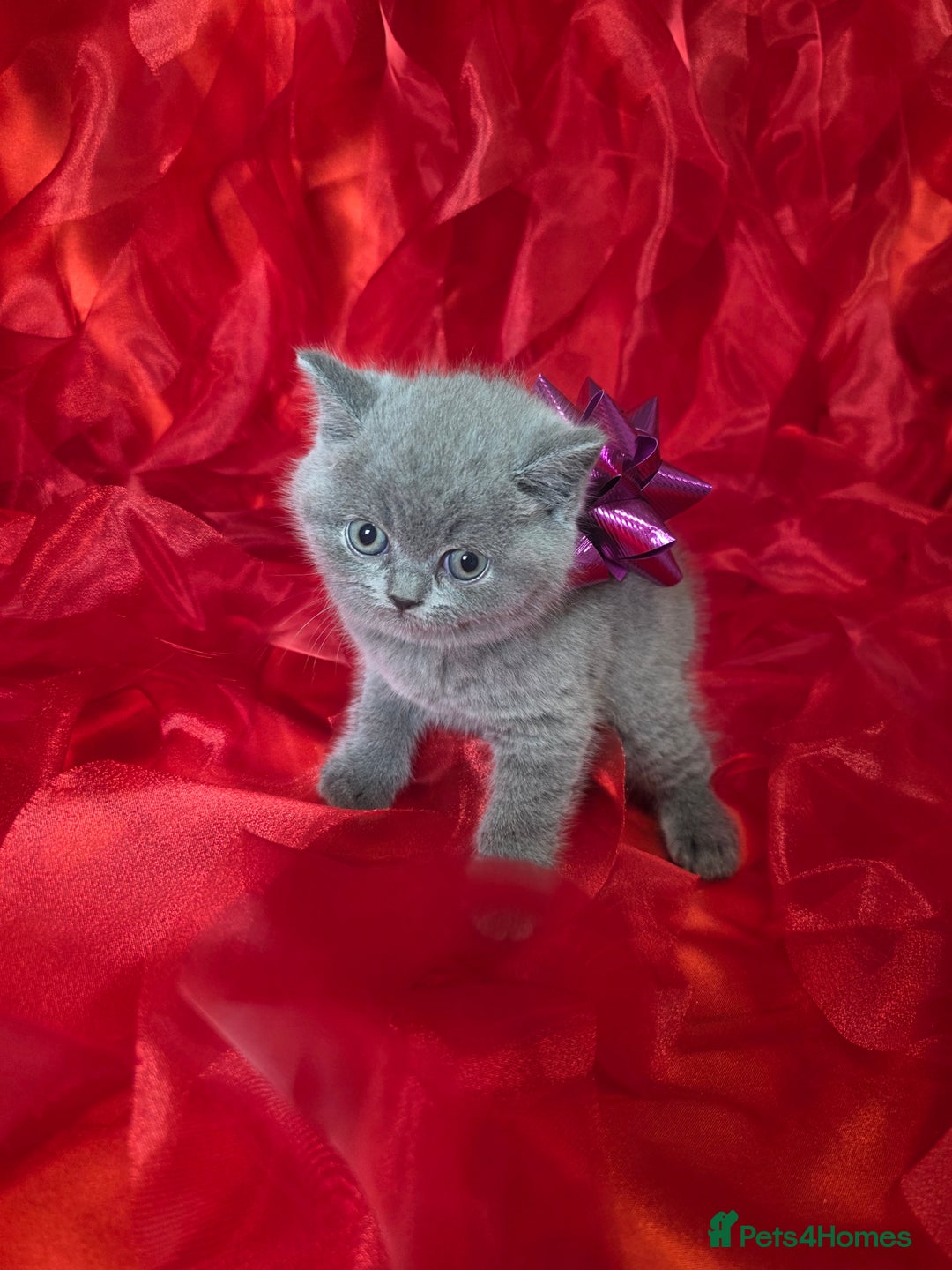 British Shorthair cats for sale: Beautiful British Shorthair Kittens for LovingHome - Advert 15