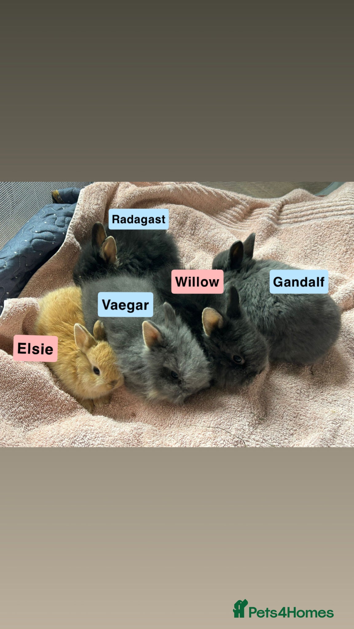 Mixed Breed rabbits Lionhead x Netherland Dwarf baby rabbits - Advert 16