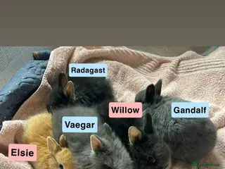 Mixed Breed rabbits Lionhead x Netherland Dwarf baby rabbits - Advert 16