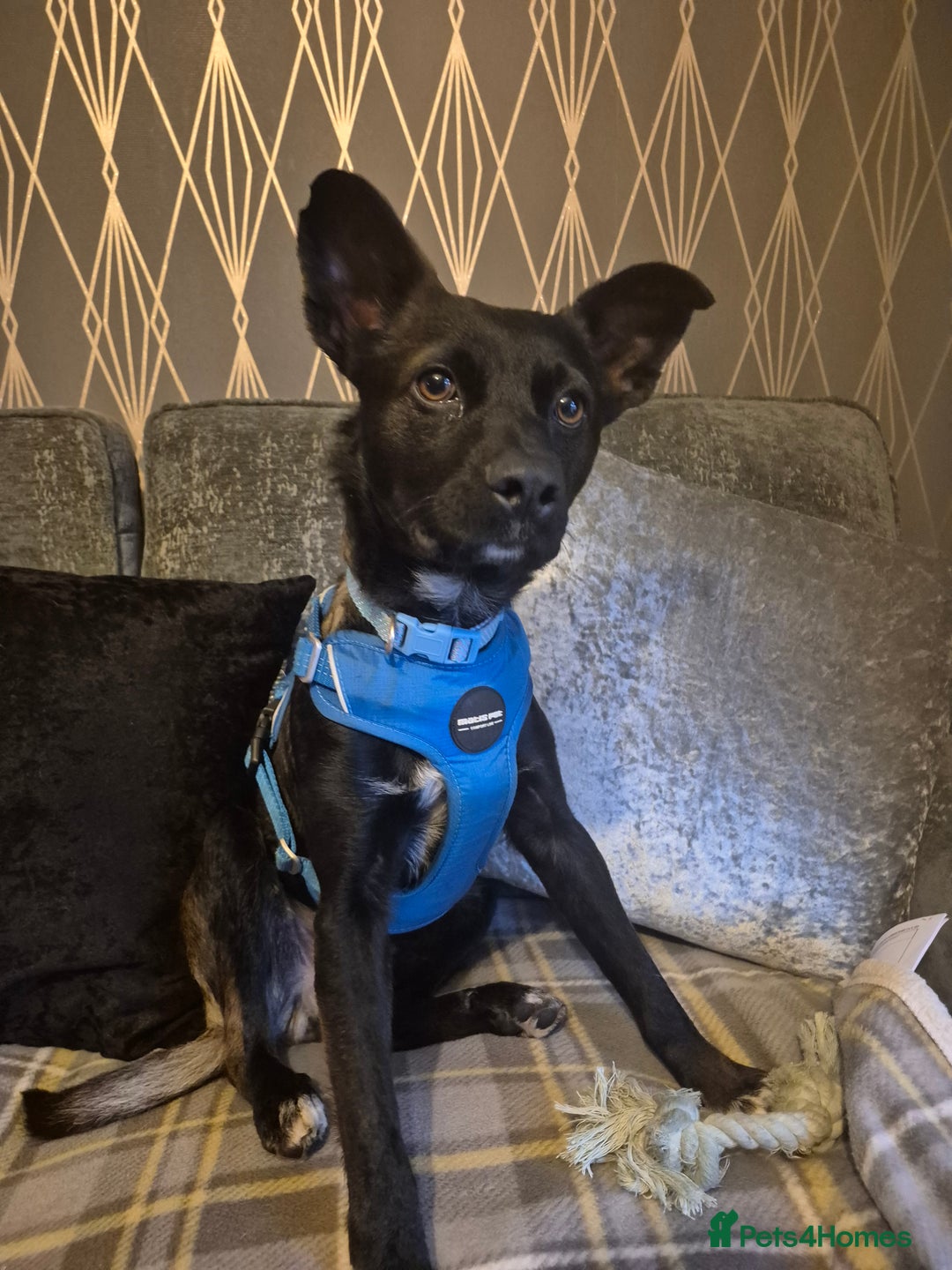 Mixed Breed dogs for adoption: PUPI!  - Advert 1