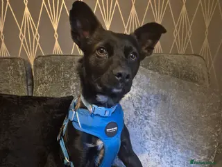 Mixed Breed dogs PUPI! - Advert 4