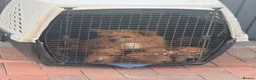 Mixed Breed dogs for sale: Norfolk terrier x Pomeranians - Advert 39