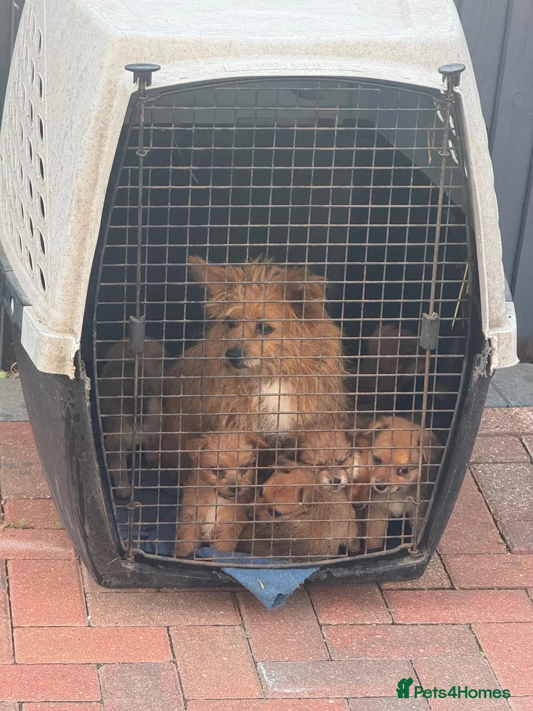 Mixed Breed dogs for sale: Norfolk terrier x Pomeranians - Advert 39
