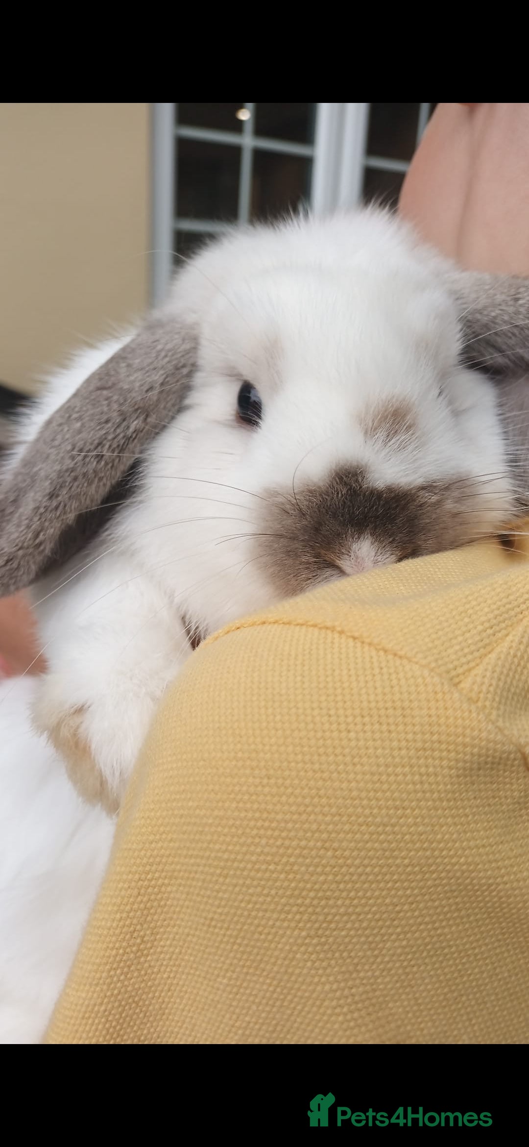 Dwarf Lop rabbits for sale: Male rabbit  - Image 2