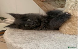 Maine Coon cats for sale: Beautiful Maine coon babies - Image 14