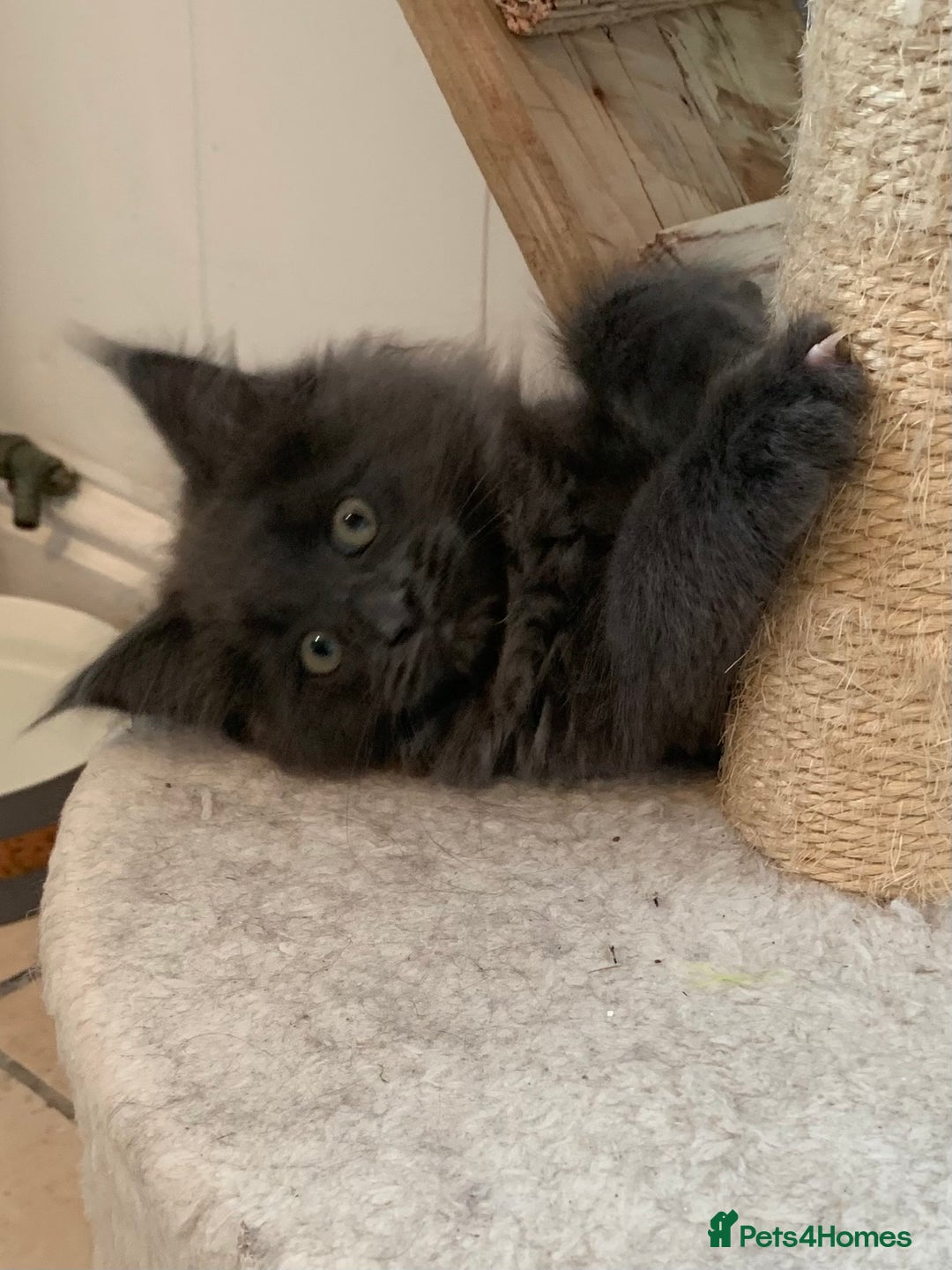 Maine Coon cats for sale: Beautiful Maine coon babies - Image 14