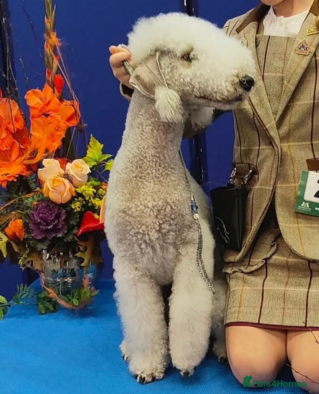Bedlington Terrier dogs for sale: Champion Sired KC Reg Bedlington Terrier Puppies  - Advert 10