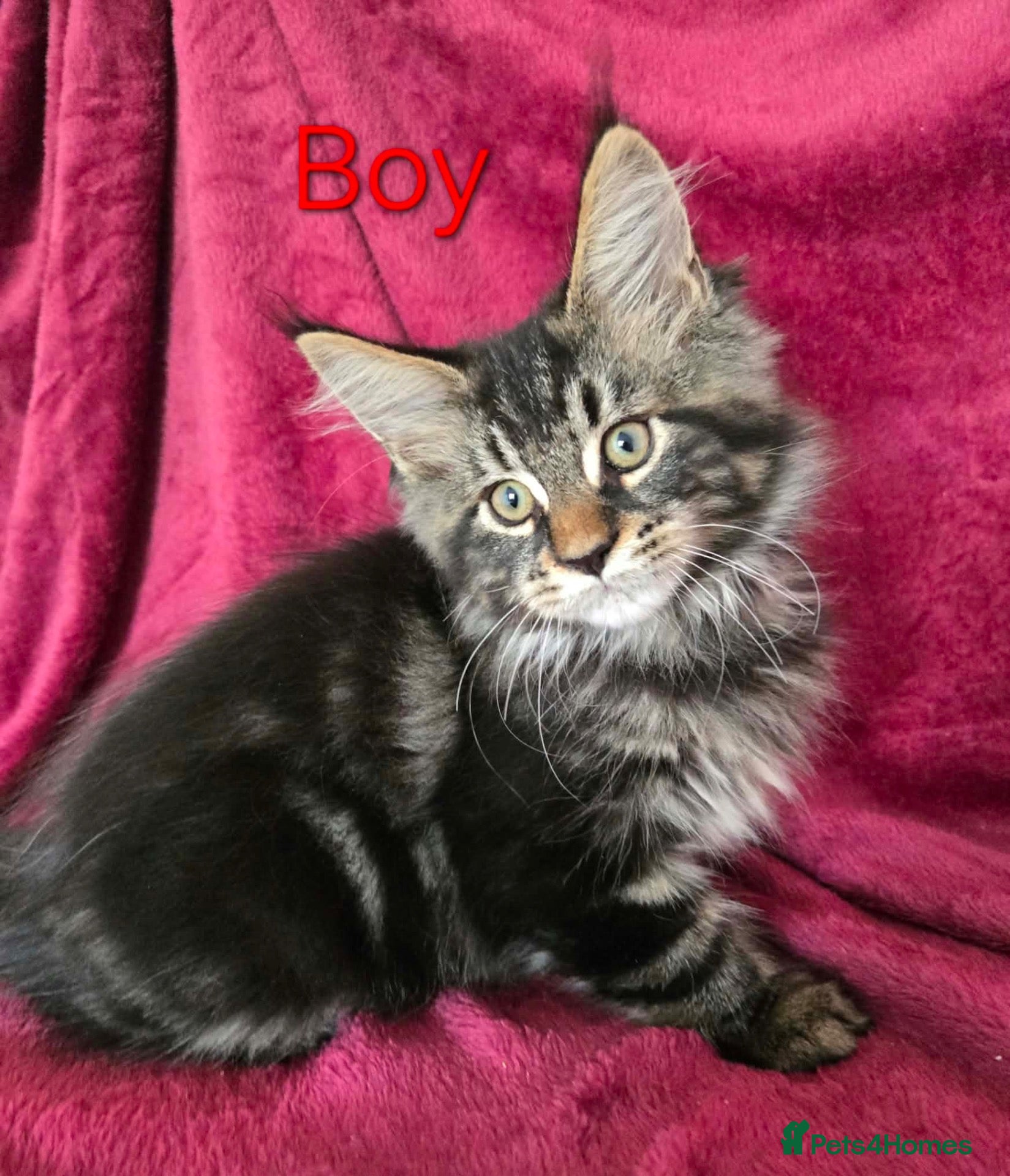 Maine Coon cats 2 TICA registered Maine Coon kittens left. - Advert 1