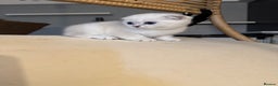 Scottish Fold cats for sale: 2-Lovely Chinchilla Scottish Fold Litter Available - Advert 8