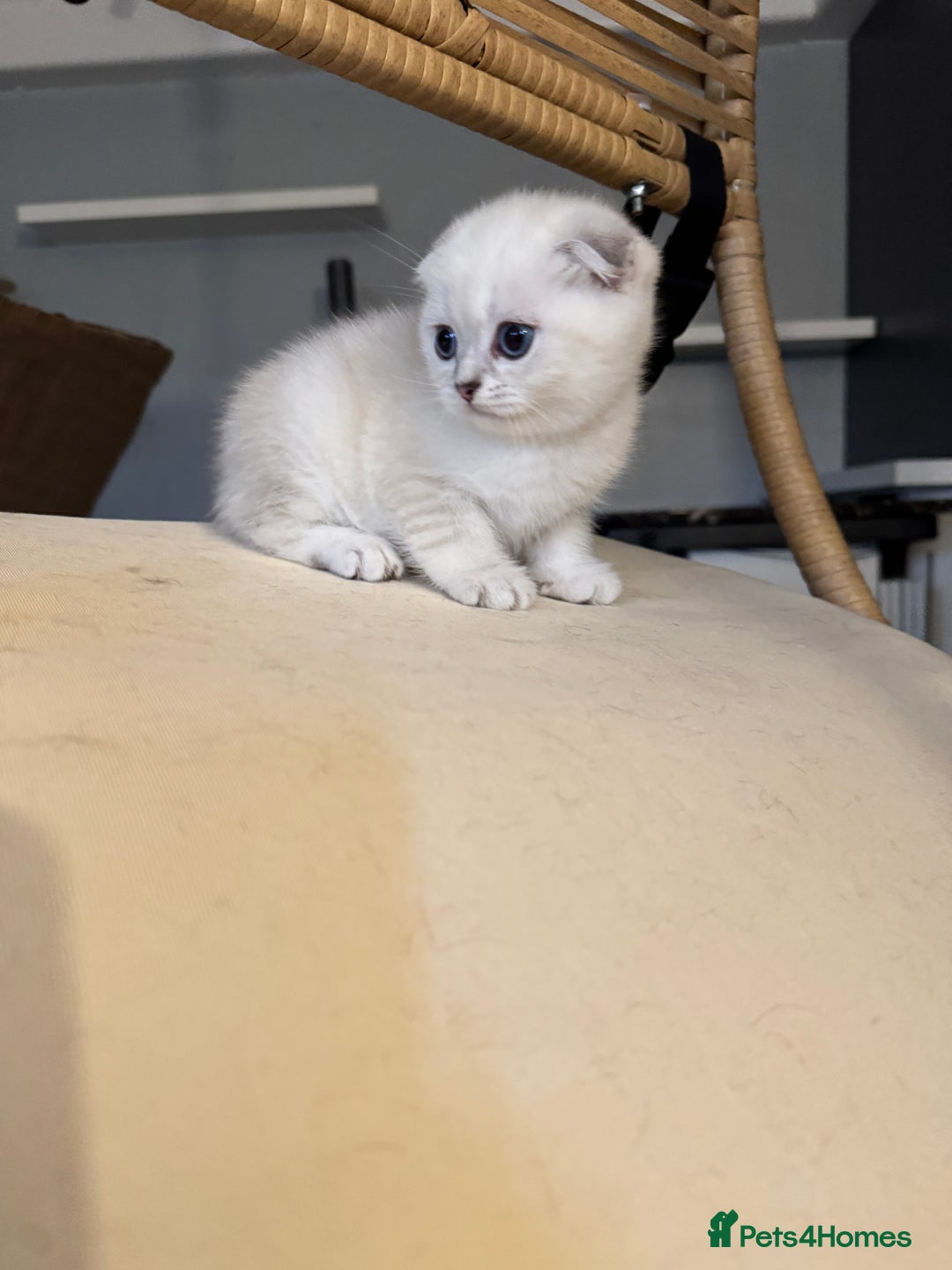 Scottish Fold cats for sale: 2-Lovely Chinchilla Scottish Fold Litter Available - Advert 8