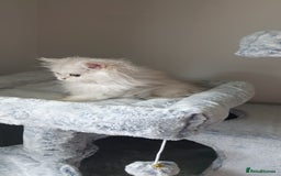Persian cats for sale: 🌟2 Beautiful Pedigree Chinchilla Persian Kitten🌟 - Image 7