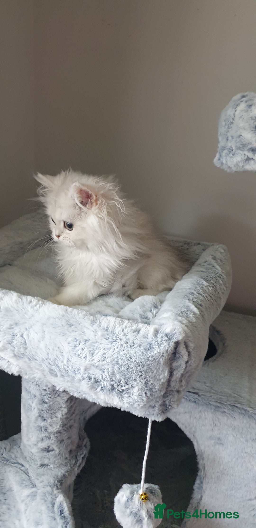 Persian cats for sale: 🌟2 Beautiful Pedigree Chinchilla Persian Kitten🌟 - Image 7