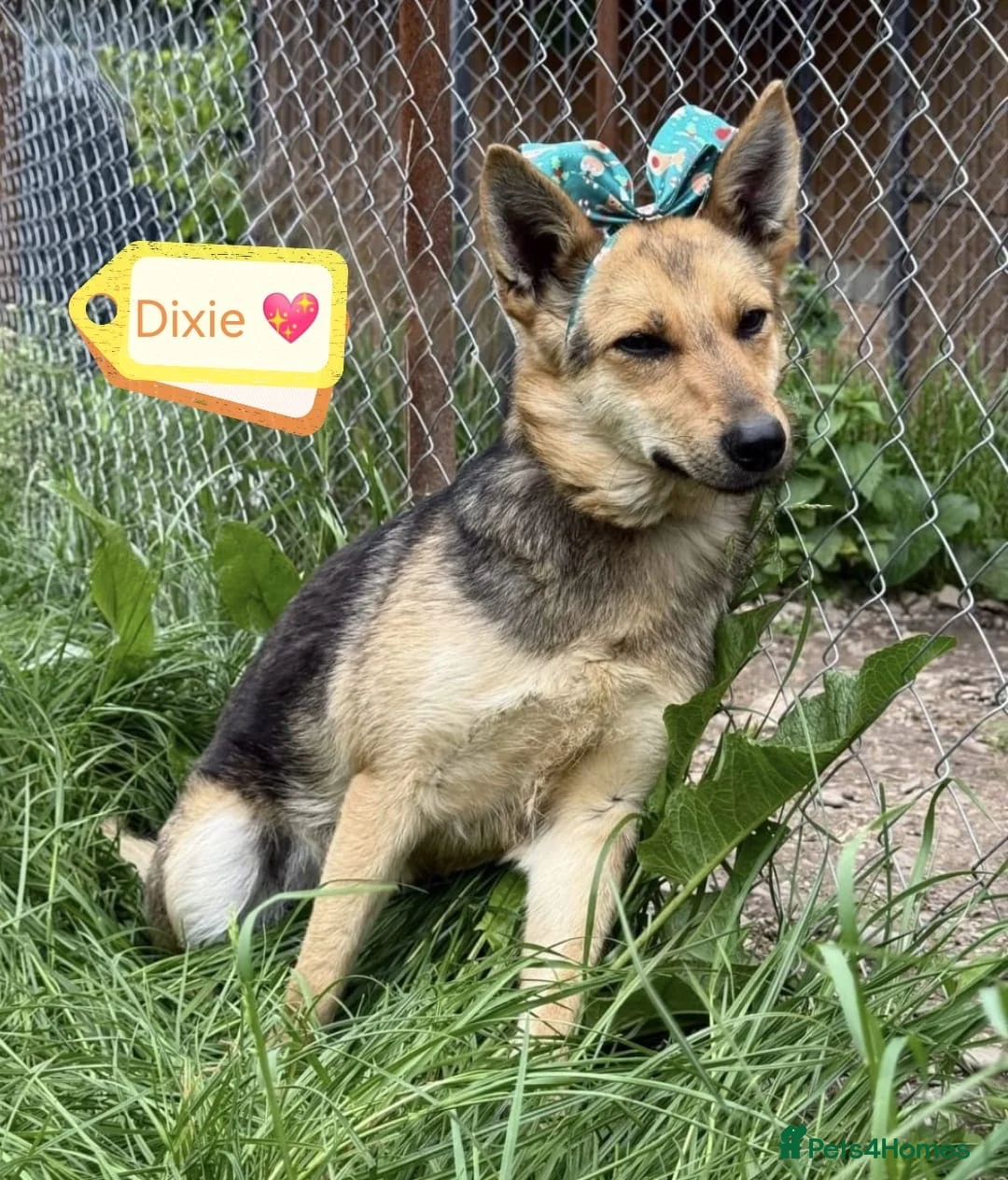 Mixed Breed dogs for adoption: ❤️🐶 DIXIE – Always Happy, Always Ready For Life  in Burton-on-Trent - Advert 2