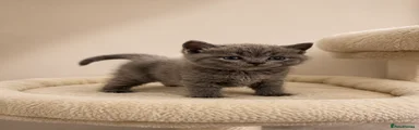 British Shorthair Kitten 1