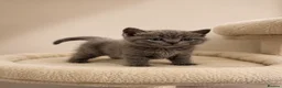 British Shorthair cats for sale: British Shorthair Kittens for Sale – 5 Available! - Advert 25