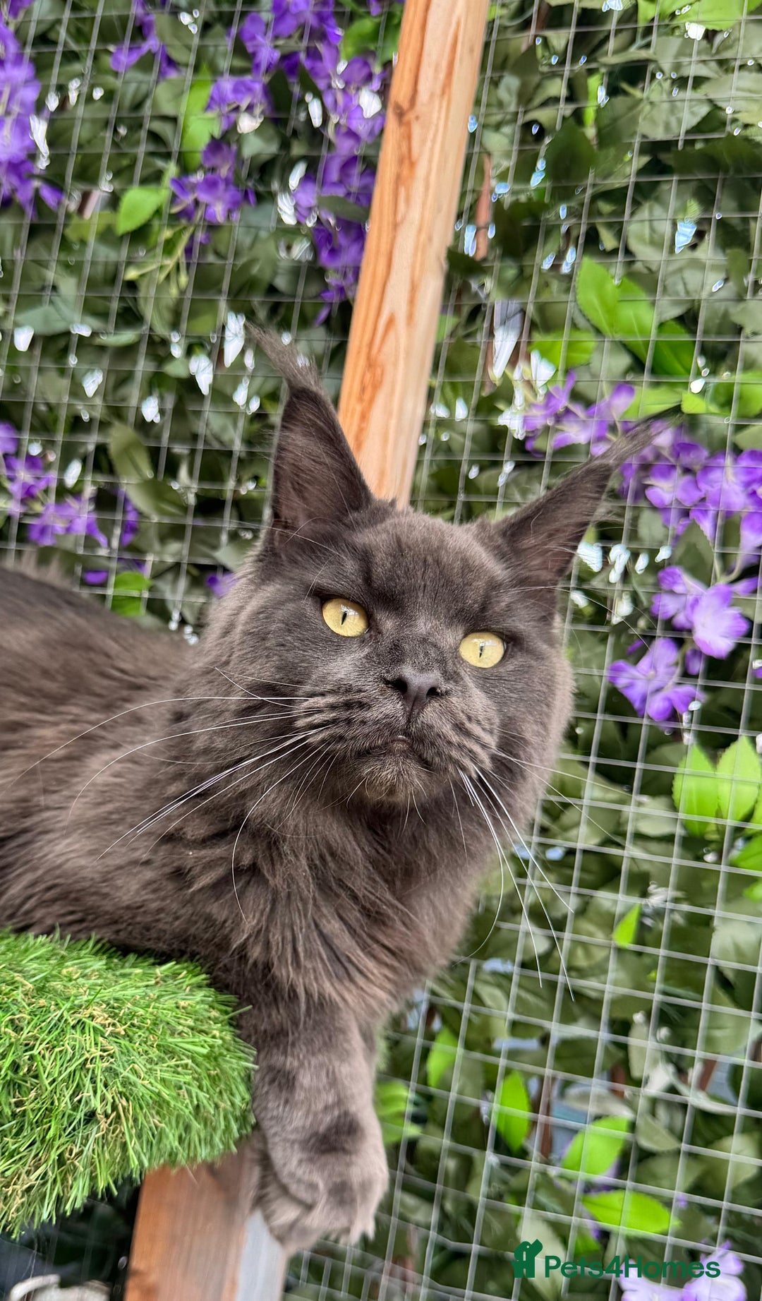 Maine Coon cats for sale: Giant Maine Coon! 20+ Generation Champion Heritage - Image 3