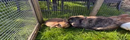 Lionhead rabbits for sale: 2 mini lop babies  - Advert 8