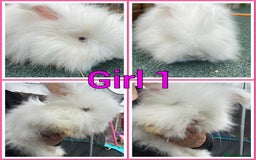Angora rabbits for sale: Full faced English Angora babies  - Image 3