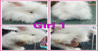 Angora rabbits - Advert 1