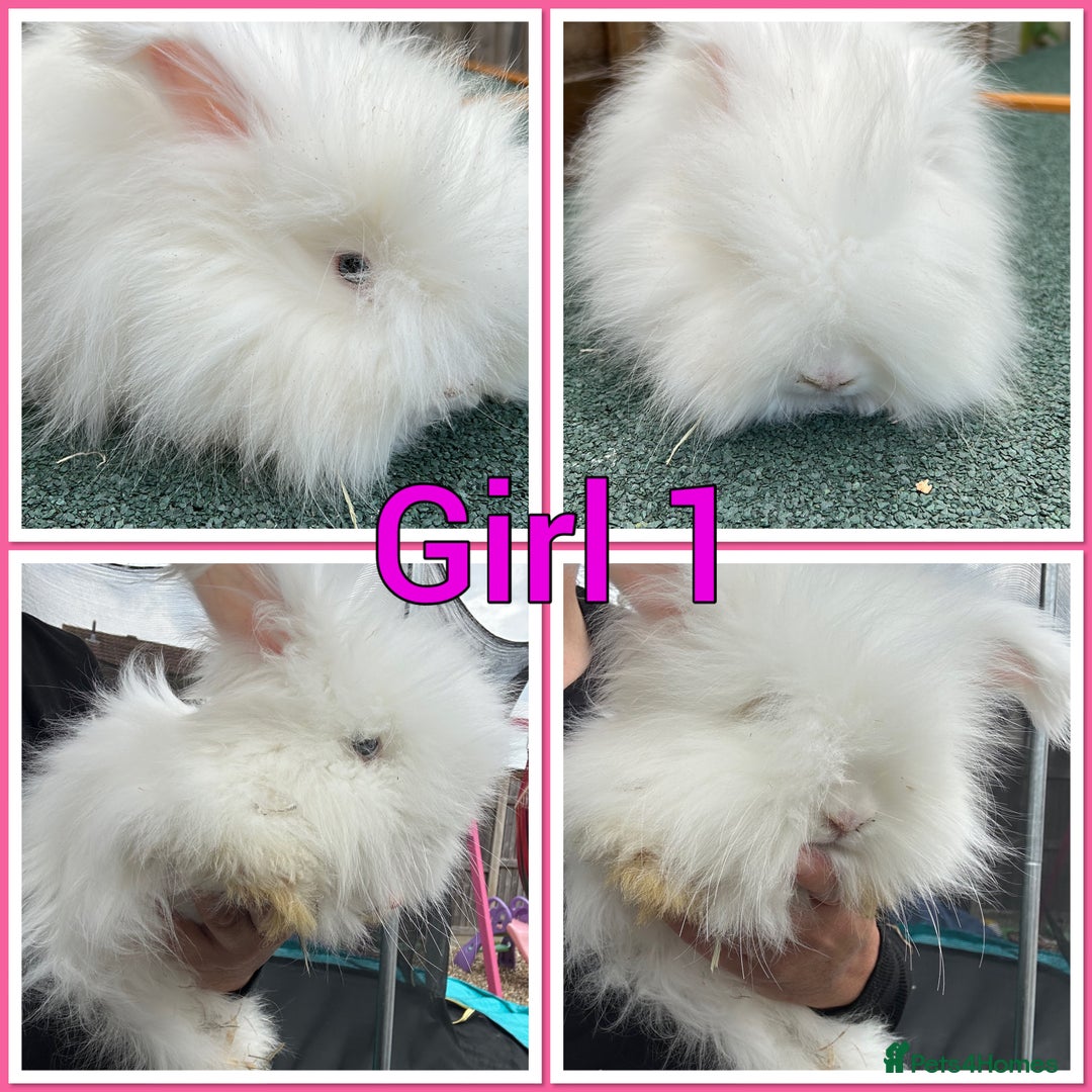 Angora rabbits for sale: Full faced English Angora babies  - Image 3