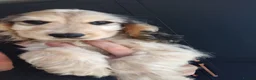 Cocker Spaniel dogs for sale: Beautiful boy all ready to find his forever home  in Doncaster - Advert 3