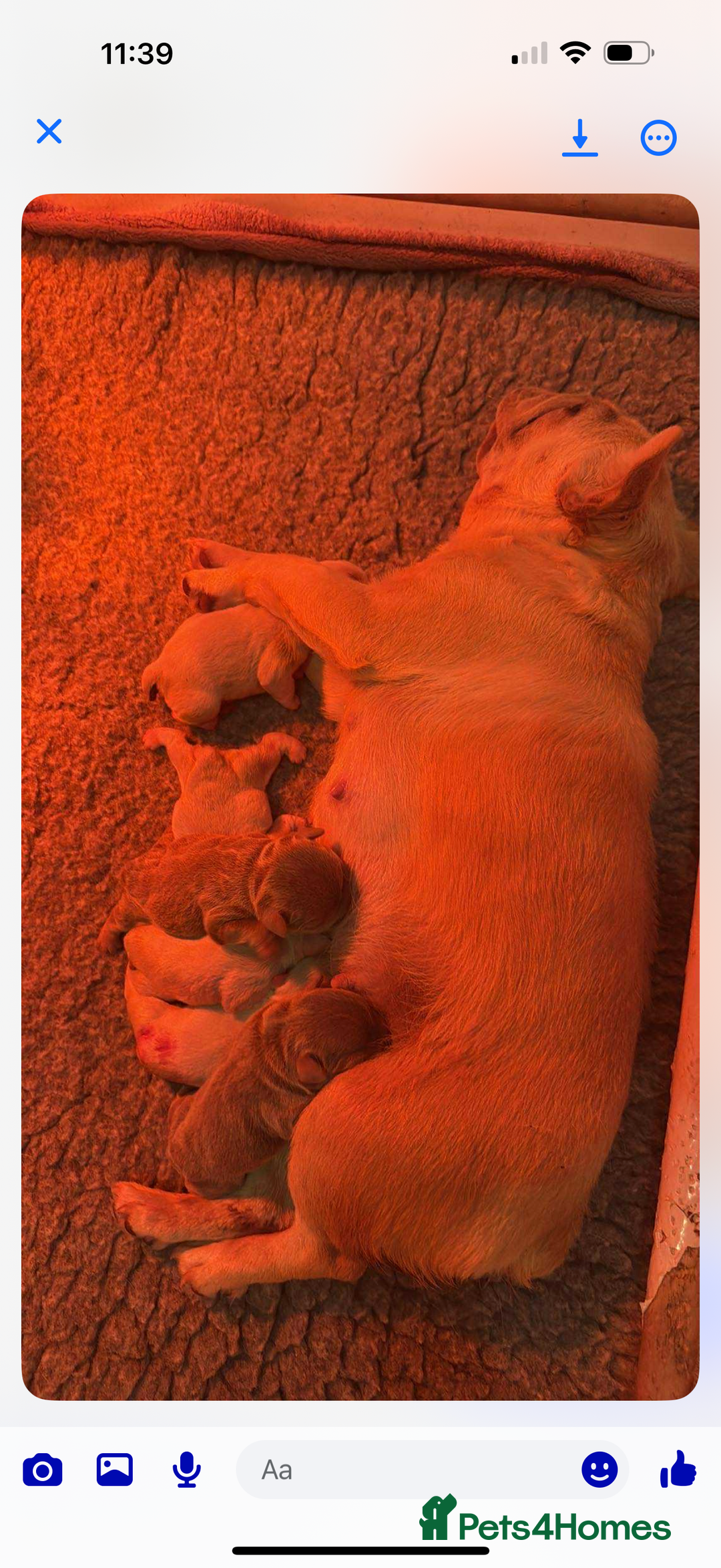 French Bulldog dogs for sale: Beautiful French bulldogs  - Image 5