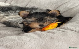 Yorkshire Terrier dogs for sale: Adorable Yorkshire Terrier Puppy for Sale - Image 11