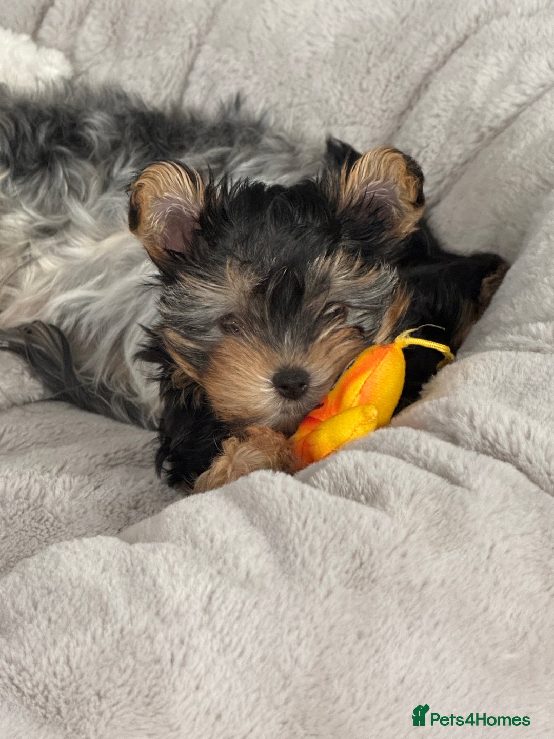 Yorkshire Terrier dogs for sale: Adorable Yorkshire Terrier Puppy for Sale - Image 11