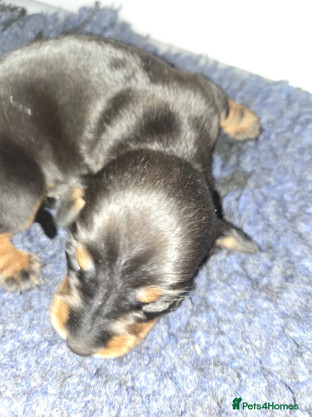 Miniature Dachshund dogs for sale: Female miniature dachshund  - Advert 2