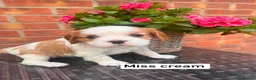 Cavalier King Charles Spaniel dogs for sale: KC REG LITTER OF 4 DNA CLEAR 🐶 🤩 PUPPIES  - Advert 13