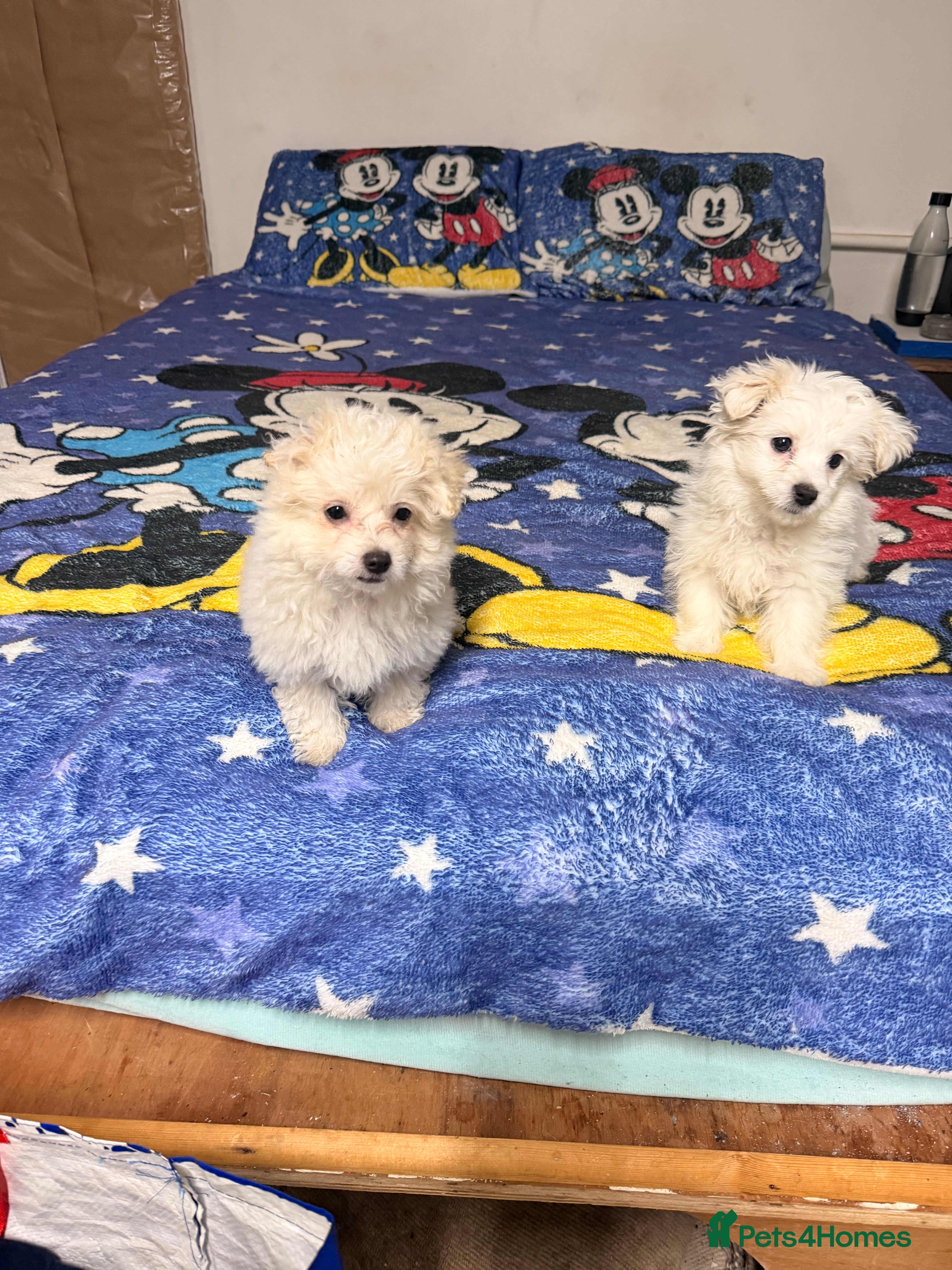 Mixed Breed dogs Beautiful Maltese/havanese girls - Advert 2
