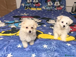 Mixed Breed dogs Beautiful Maltese/havanese girls - Advert 1