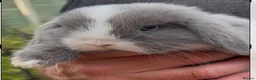 Mini Lop rabbits for sale: Stunning Lilac split/Lilac self mini lops  - Advert 3