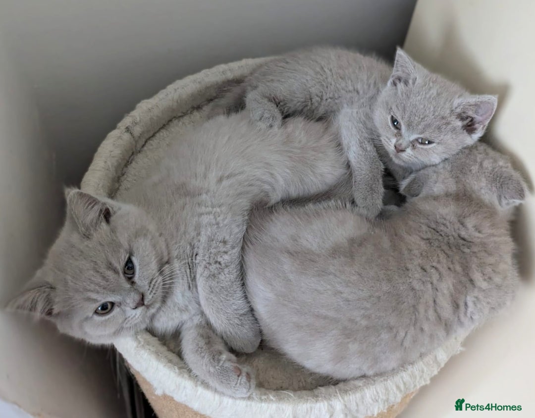 Scottish Fold cats for sale: Scottish fold kittens are looking for family🥰 - Image 11