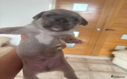 Mixed Breed dogs for sale: French billhuahua - Image 18
