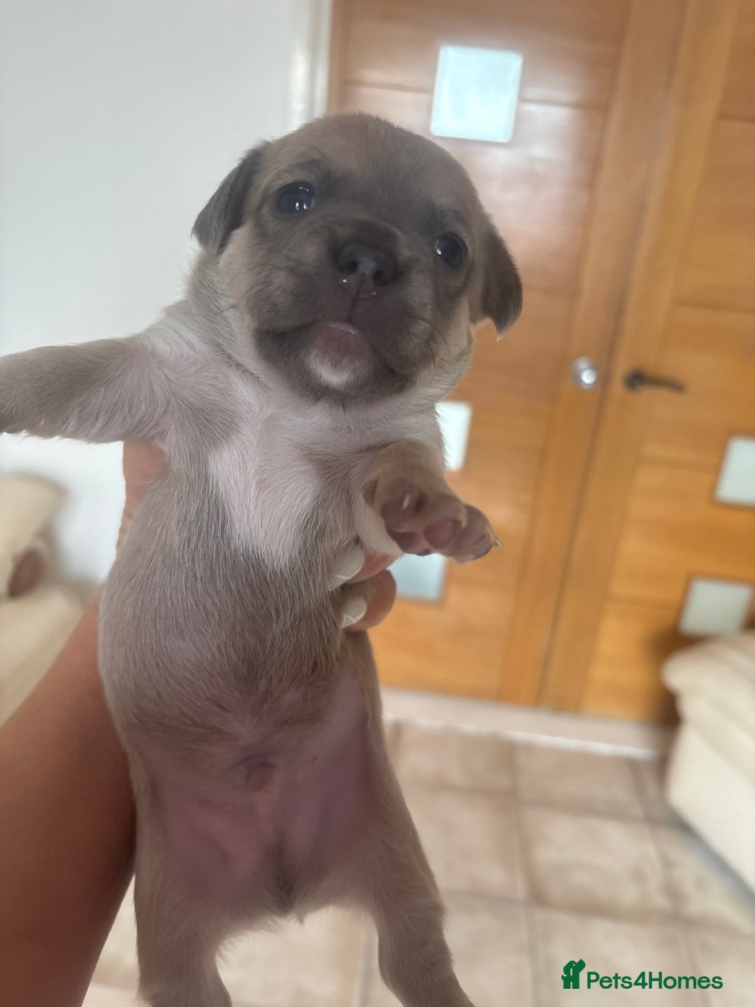 Mixed Breed dogs for sale: French billhuahua - Image 18