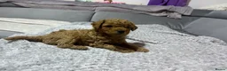 Poochon dogs for sale: F1B PUPPIES POOCHON CROSS TOY POODLE in Swansea - Advert 15