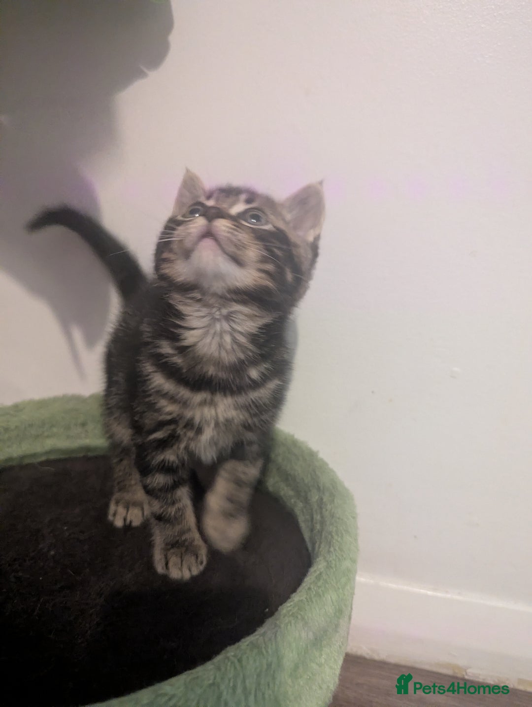 Mixed Breed cats for sale: Beautiful mix breed kittens  - Advert 7