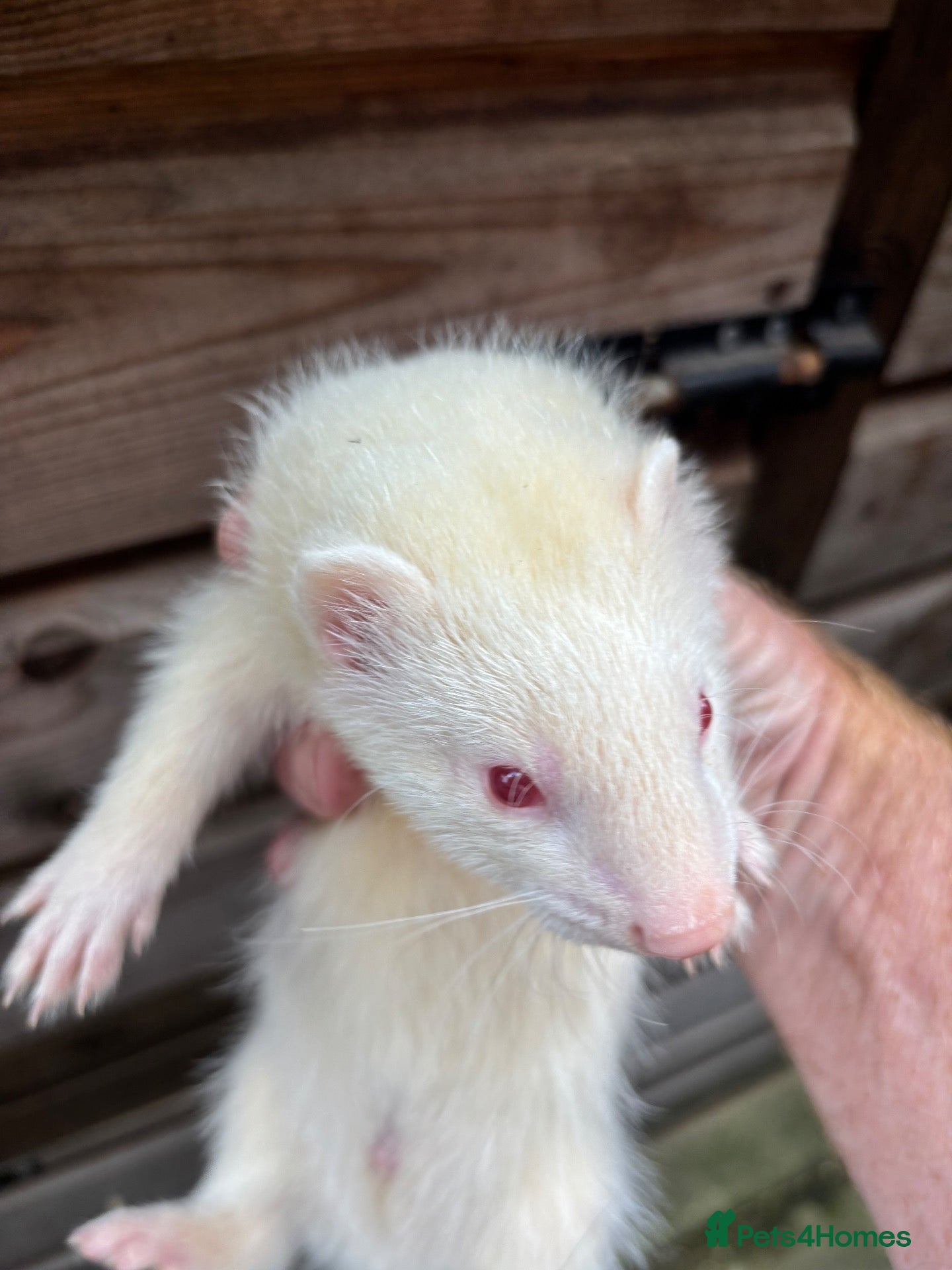 Ferret rodents Ferret kits - Advert 2