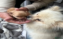 Pomeranian dogs for sale: 2 stunning boy Pomeranian pups ready in 1 week  - Image 21