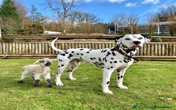 Dalmatian dogs for sale: 🐶 Two Beautiful Dalmatian Puppies!! 🐶  - Image 8