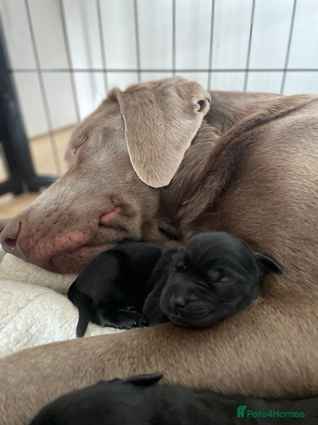 Labrador Retriever dogs for sale:  🐾 Gorgeous Black Labrador Puppies 🐾 - Image 4