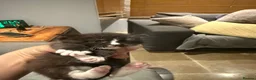 Mixed Breed cats for sale: Kitten looking for new home - Advert 12