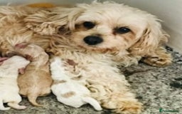 Cavapoo dogs for sale: 🩷F1b CAVAPOO GIRLS~ READY FOR NEW HOMES 🩷 - Image 14